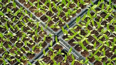 seed starting tray